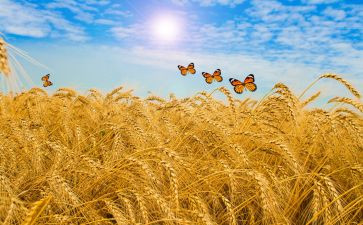 红麦田读后感400字5篇