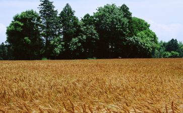 红麦田读后感500字7篇