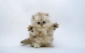 特别的猫读后感6篇
