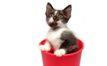 《猫》的读后感700字5篇