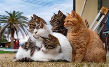 猫教学心得通用6篇