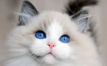 《熊猫》作文通用6篇
