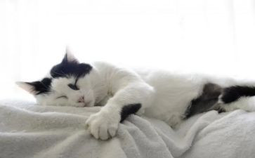 小飞的猫读后感通用8篇