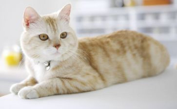 《猫》读后感30字参考6篇
