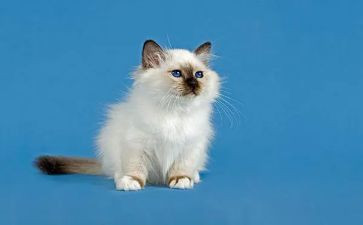 猫和小鸡作文优秀8篇