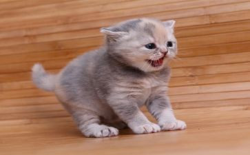 猫的读后感700字6篇