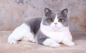 小花猫和小老鼠教案6篇