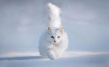朝花夕拾猫和狗读后感优质7篇