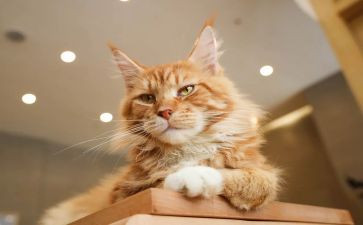 猫和狗读后感30字优质5篇