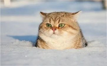 猫教学心得最新8篇