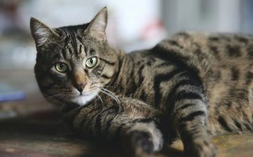 朝花夕拾猫和狗读后感6篇