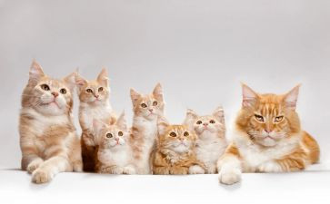 《猫》读后感30字5篇