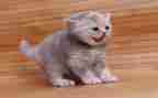 猫的读后感700字6篇