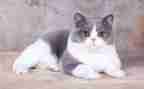 小老鼠画猫教案7篇