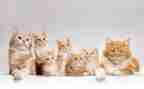 猫捉老鼠小班教案5篇
