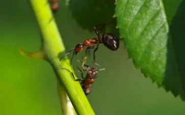 蚂蚁爬游戏教案8篇