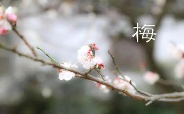 向张桂梅事迹心得体会推荐8篇