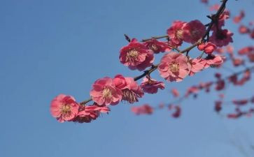 杨梅果作文6篇