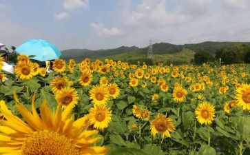 高中美术组工作计划优质8篇