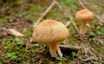 拾蘑菇的作文通用8篇