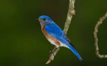 鸟和巢高中作文最新7篇