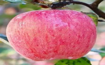 苹果11活动方案6篇