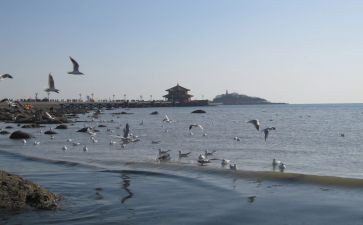 青岛的海作文5篇