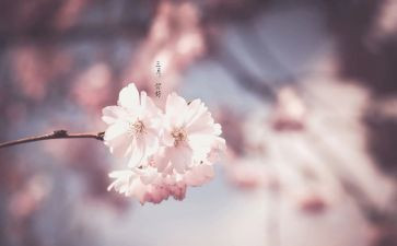 小城三月读书心得8篇