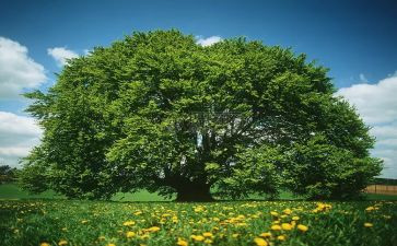 大班社会活动植树节教案7篇