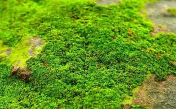 古诗《苔》读后感优秀7篇