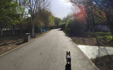 我从未停止__的脚步800作文6篇