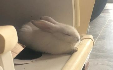 龟兔赛跑作文通用6篇