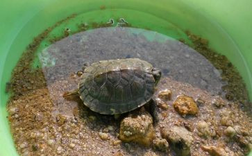 养乌龟作文400字作文推荐8篇