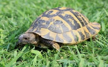 养乌龟作文400字作文7篇