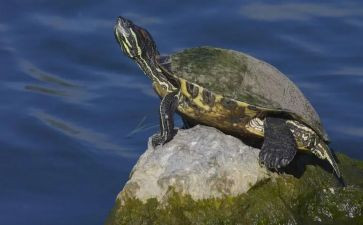 有关养乌龟的作文5篇