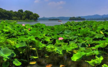 《夏》读后感200字精选5篇