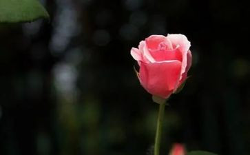 关于想念爷爷的作文5篇