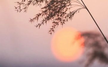 骆驼祥子第23心得体会精选6篇