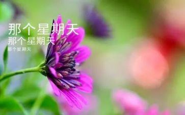 难忘的星期天作文8篇