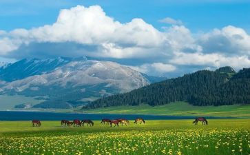 《中国新疆之印记》心得体会优秀8篇