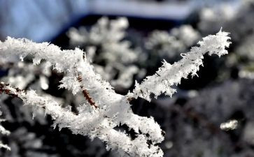 小学雪活动总结5篇