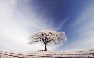 鲁迅的雪读后感400字8篇