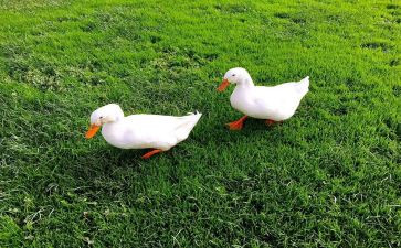语言小鸡和小鸭教案6篇