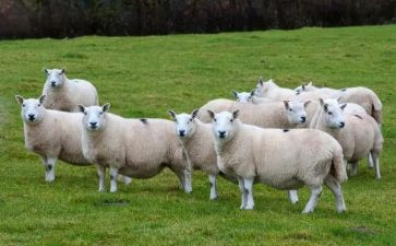 牧羊狼读后感8篇