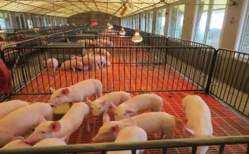 养殖猪申请书精选5篇