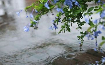 《下雨》作文模板8篇