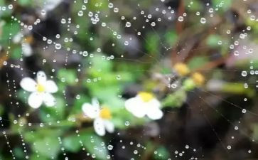 语言关于雨的教案优秀8篇