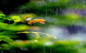 关于雨的书的读后感5篇