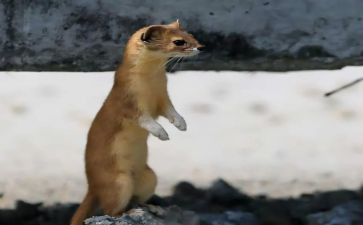 材料的真实性承诺书7篇