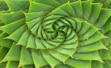 拍植物的心得体会5篇